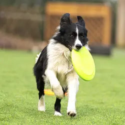 Disco voador de borracha para cães